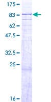 Human ABCE1 Protein (Recombinant GST)