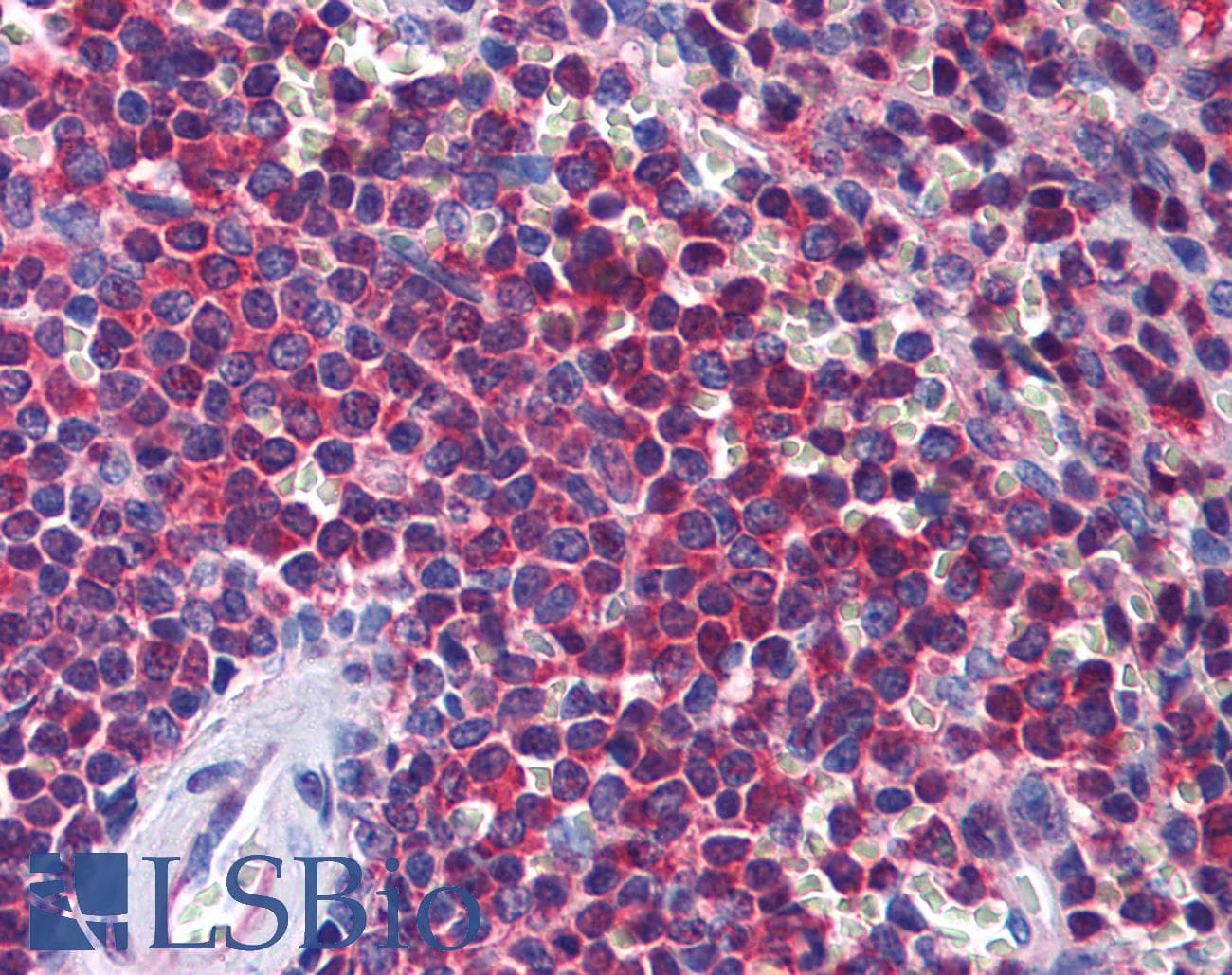 IHC-plus™ STI1 / STIP1 Antibody (clone 2E1)