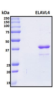 Human ELAVL4 / HuD Protein (Recombinant 6His, N-terminus)