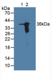 ARL1 Antibody (aa1-316, Biotin)