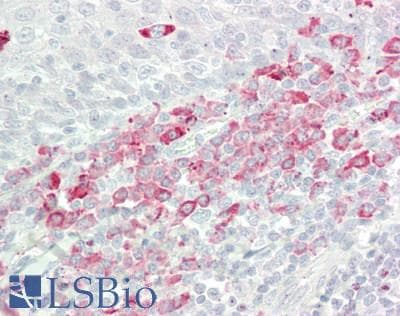 IHC-plus™ ABL1 / c-ABL Antibody