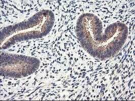 CYP2J2 Antibody (clone OTI5C5)