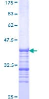 Human ARID1B / BAF250B Protein (Recombinant GST, N-terminus)