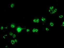 Monoclonal Mouse anti-Human CRYZL1 Antibody (clone OTI1B3, IF, WB)