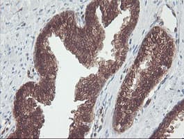 CNDP2 Antibody (clone OTI8A2, Carrier-free)