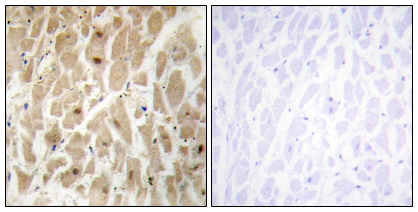 Polyclonal Rabbit anti-Human FOXD3 Antibody (IHC, WB)