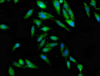 Polyclonal Rabbit anti-Human CEP97 Antibody (IF)