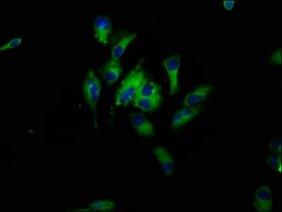 HBEGF / HB EGF Antibody