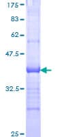Human PCDHA12 Protein (Recombinant GST, N-terminus)