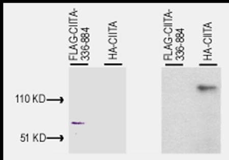 CIITA Antibody