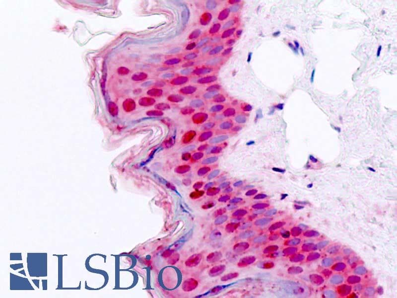 IHC-plus™ SUMO2 Antibody (aa44-93)