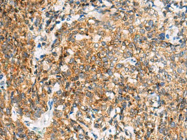 TUFT1 Antibody