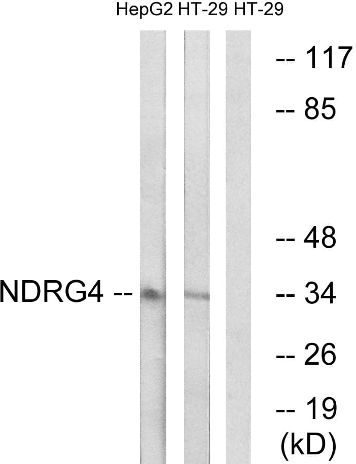 NDRG4 Antibody (aa187-236)