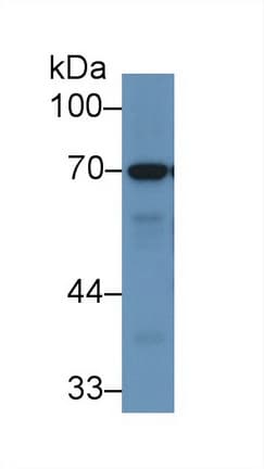 RPN1 / Ribophorin I Antibody (aa308-438, Biotin)