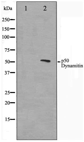 Polyclonal Rabbit anti-Human Dynactin 2 / Dynamitin Antibody (WB)
