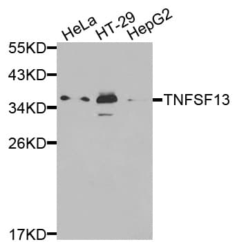 TNFSF13 / APRIL Antibody