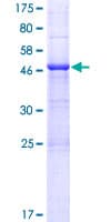 Human LRRN4CL Protein (Recombinant GST)