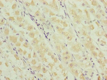 RNF135 Antibody