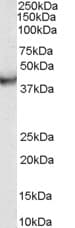 IHC-plus™ Polyclonal Goat anti-Human VPS37C Antibody (aa2-16, IHC, WB)