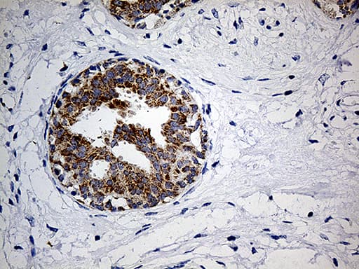 COX17 Antibody (aa2-63, clone OTI7H5)