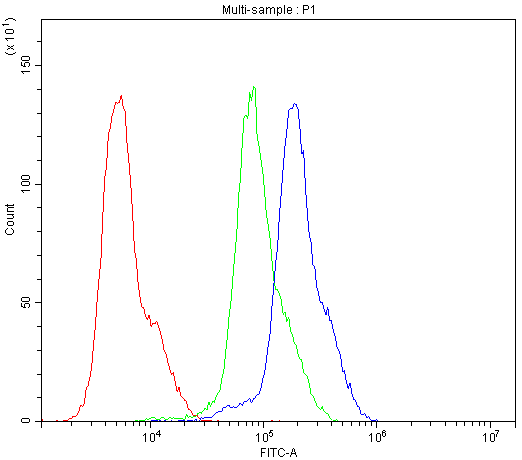 CCKBR / Cckb Antibody