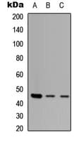 ZNF232 Antibody (Internal)