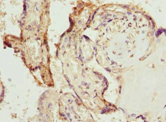 BPGM Antibody