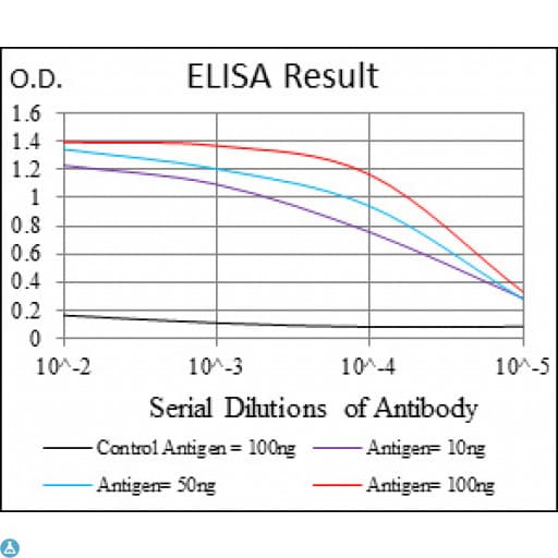MCM2 Antibody