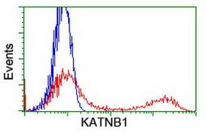 KATNB1 Antibody (clone OTI4C10)
