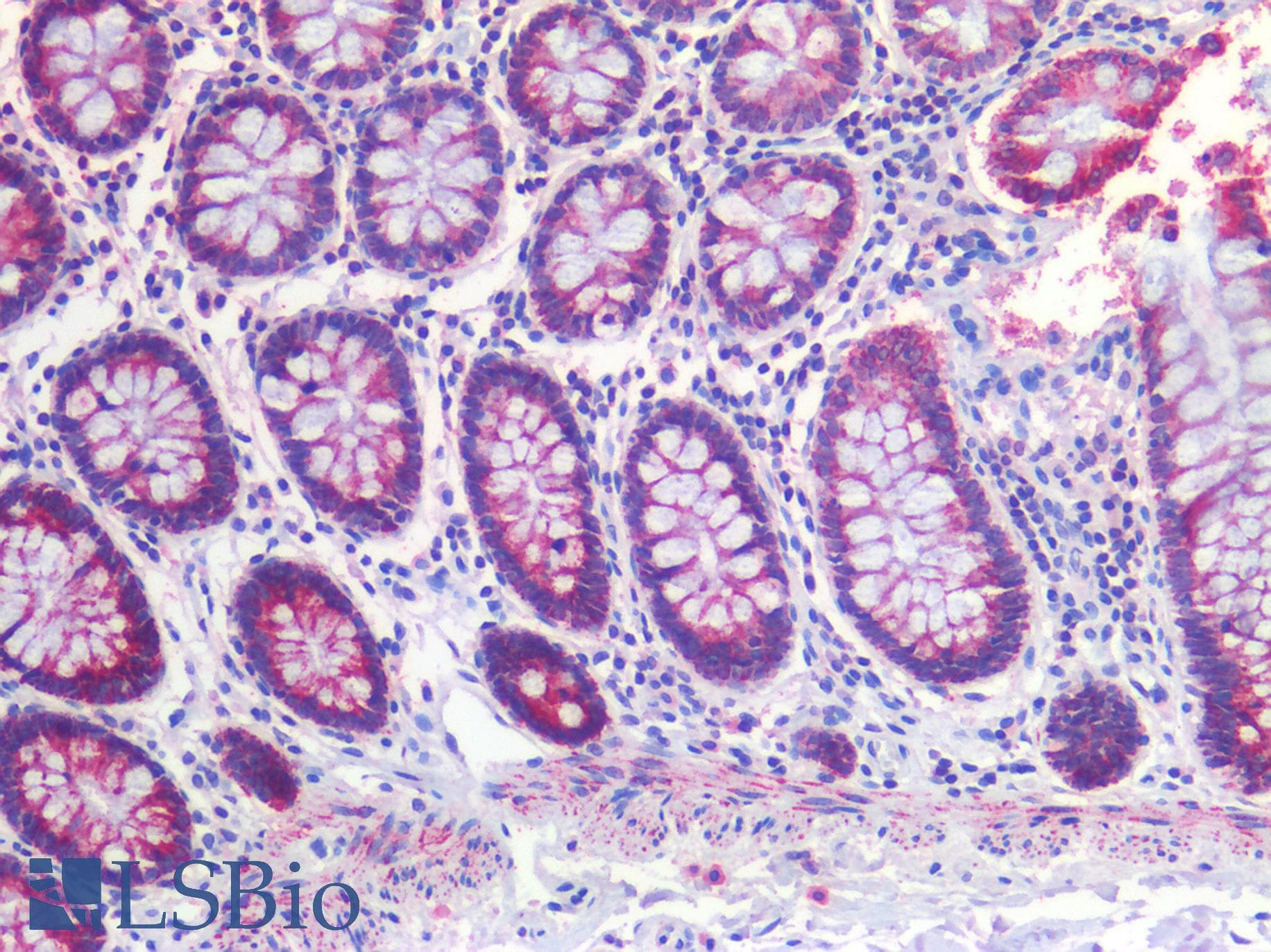 PathPlus™ SCD1 / SCD Antibody (aa354-366)