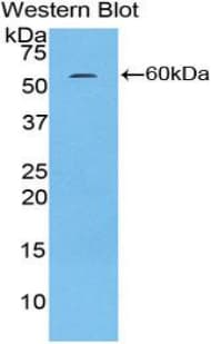 H2AFY / MACROH2A1 Antibody (aa109-369)