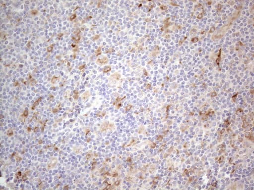 GRN / Granulin Antibody (aa327-593, clone OTI3B3)
