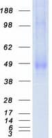 Human KREMEN2 Protein (Recombinant Myc-DDK (Flag))