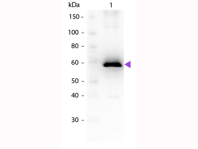 Luciferase Antibody