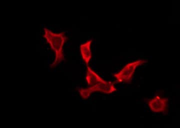 OR5A1 Antibody