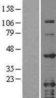 Human GRAP2 / GRID Protein (Over-Expression Lysate Myc-DDK (Flag))