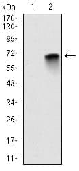 IHC-plus™ MBP Antibody (clone 2H9)
