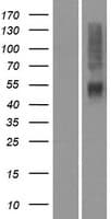Human OR4K14 Protein (Over-Expression Lysate Myc-DDK (Flag))