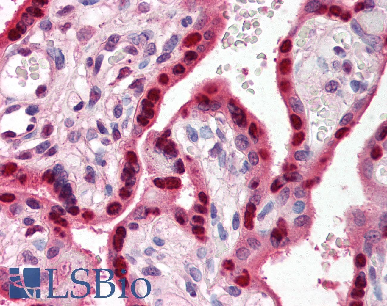 RYBP Antibody