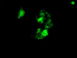 SOX17 Antibody (clone OTI3B10)