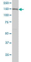 ITGA2 / CD49b Antibody (clone 2B6)