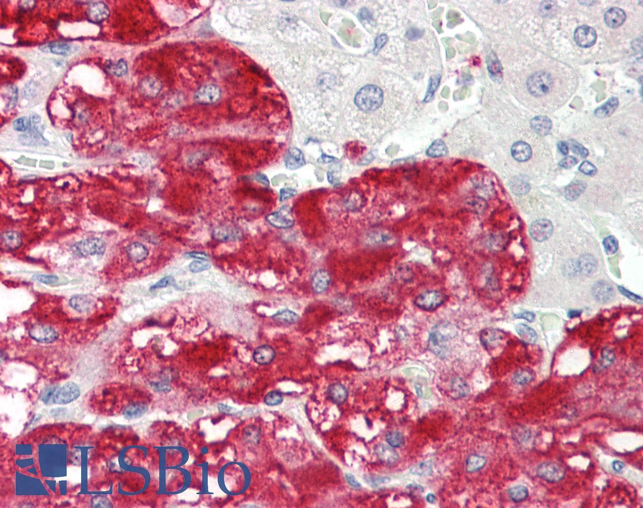 IHC-plus™ Polyclonal Rabbit anti-Human ZNF596 Antibody (aa261-310, IHC, WB)