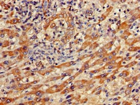 IFIT1 / ISG56 Antibody