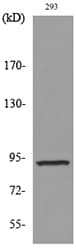 CDCP1 Antibody