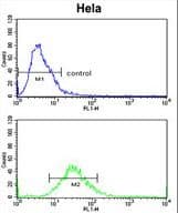 Polyclonal Rabbit anti-Human CLASP2 Antibody (Tyr1019, WB)
