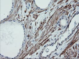 SENP2 Antibody (clone OTI1D4)