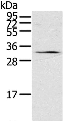 STAR Antibody