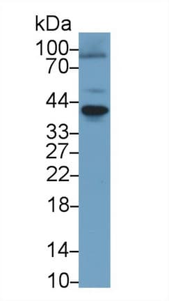 TNFRSF11A / RANK Antibody (aa330-615, APC)