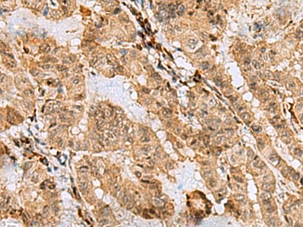 ASNA1 Antibody