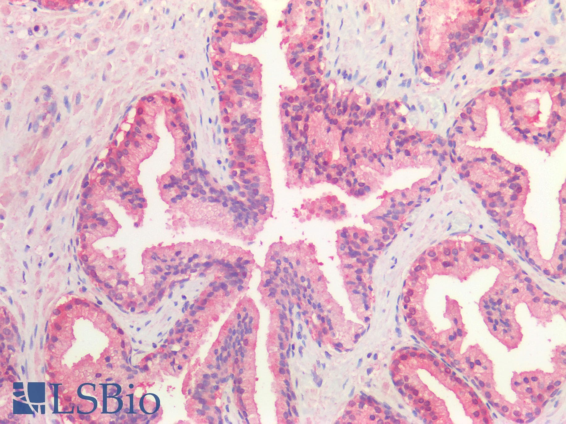 IHC-plus™ GMPR1 / GMPR Antibody